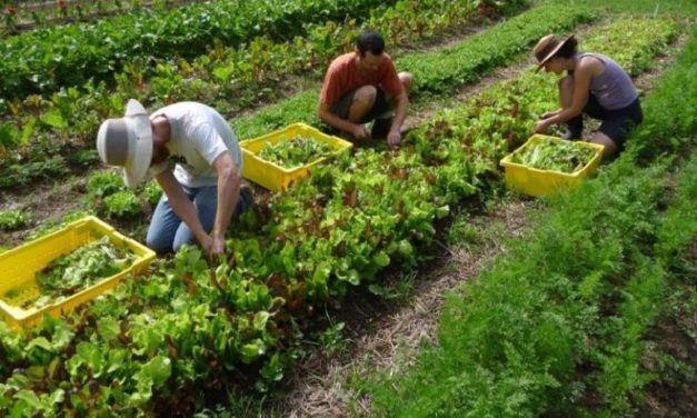 Работна сила и земеделски доходи в капана на най-лошата криза след Голямата депресия