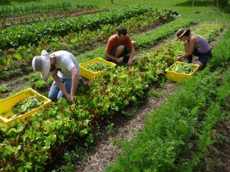 Работна сила и земеделски доходи в капана на най-лошата криза след Голямата депресия